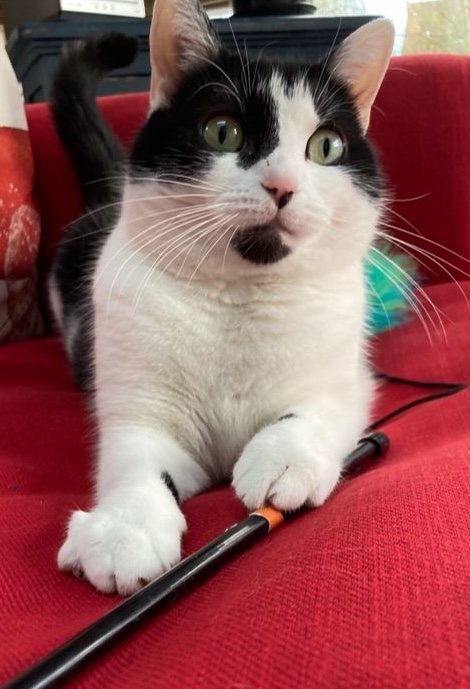 Black and white cat on red cushion - pet feeding services