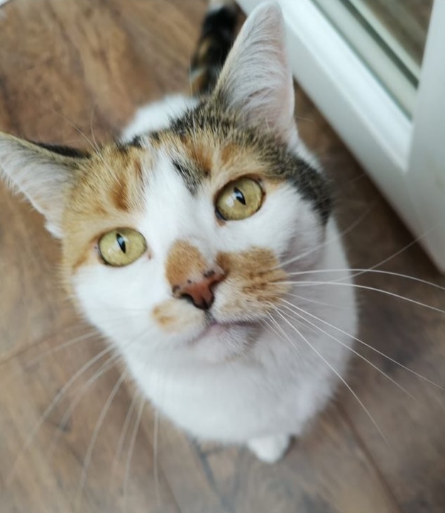 Calico cat portrait - professional pet care