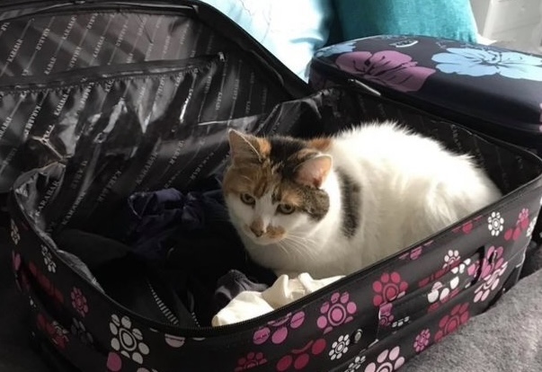 Cat relaxing in suitcase - pet care by Beverley Jayne