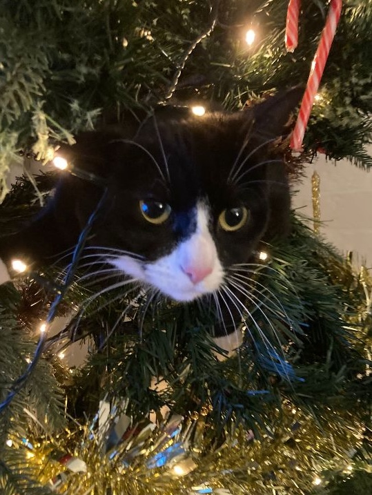 Cat in Christmas tree - reliable pet sitting