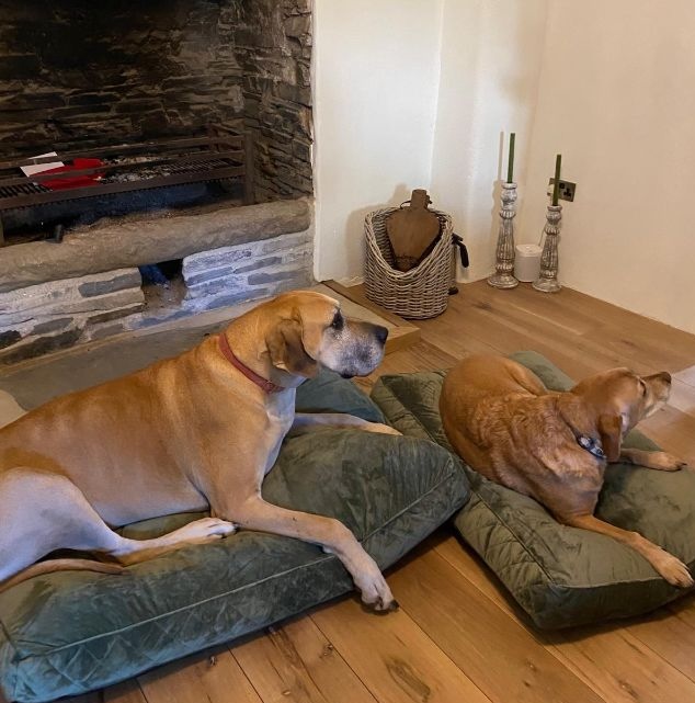 Dogs resting on cushions - professional pet sitting