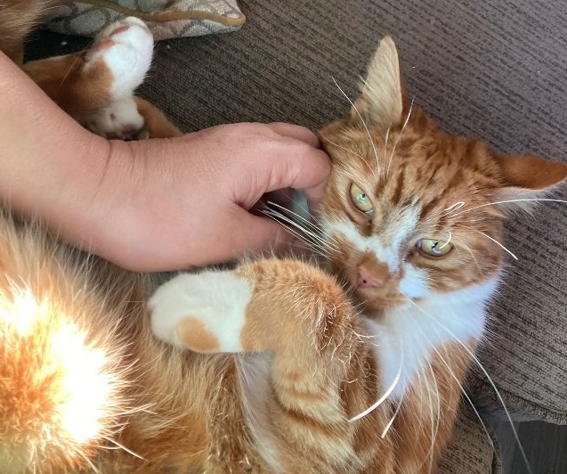 Ginger cat receiving affection - trusted pet care